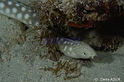Myrichthys breviceps Anguille serpent a taches blanches-Bonaire Buddy Reef-20m-20180218nuit-Denis-ADER-DSC_6385_tn